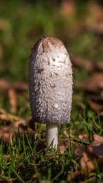 DSC_8477.jpg