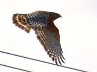 Hawk3.jpg