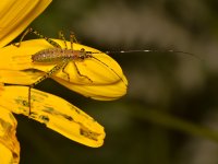 Hopper2.jpg