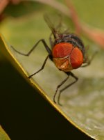 Fly.jpg