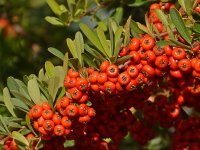 Berries.jpg