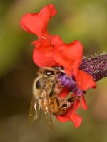 Bee.jpg