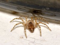 Spider.jpg