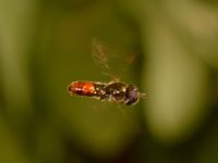 Fly3.jpg