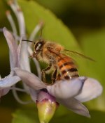 Bee2.jpg