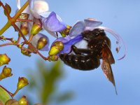 Bee4.jpg