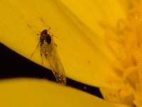 Gnat.jpg