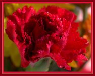 Red Carnation.jpg