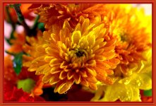 Yellow and Orange Mum.jpg