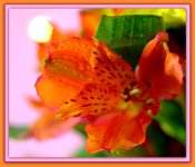 Orange Lilly with Light Bokah.jpg