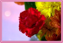 Red Carnation with Bokah.jpg