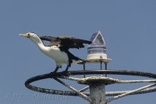 NEW_2926_webshot.jpg