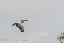 NEW_2938_webshot.jpg