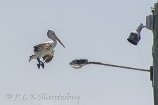 NEW_2939_webshot.jpg
