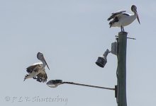 NEW_2940_webshot.jpg