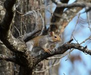 Grey Squirrel 2014-11-24.jpg