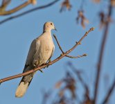 DSC_0878.jpg