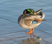 DSC_0854.jpg