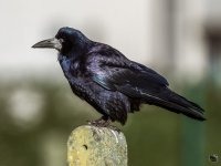 257-2.jpg