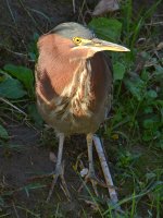 GreenHeron3.jpg
