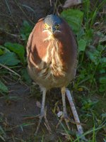 GreenHeron2.jpg