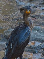 Cormorrant4.jpg