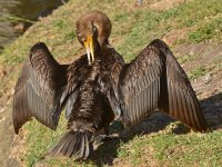 Cormorrant11.jpg