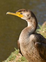 Cormorrant10.jpg
