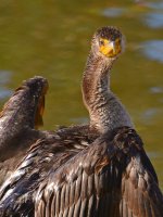Cormorrant8.jpg