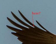 wing.jpg
