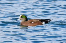 DucksnStuff 253.jpg
