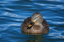 DucksnStuff 254.jpg