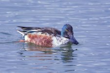 DucksnStuff 260.jpg