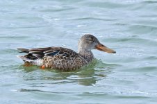 DucksnStuff 261.jpg