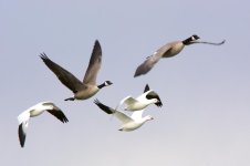 DucksnStuff 262.jpg
