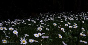Lawn daisies.jpg