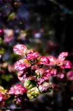 Red leaves.jpg