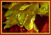 Yellow Mum with Water Drops.jpg