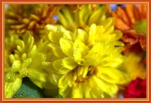 Flowers with Water Drops.jpg