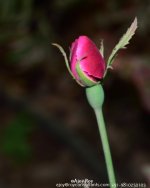 ESC_6449.jpg