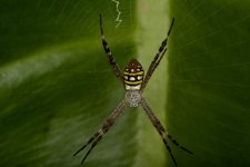 DSC_7081.jpg