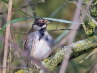 DSC_1063.jpg