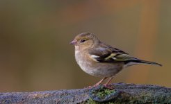 Chaffinch.jpg