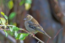 Chaffinch-2.jpg