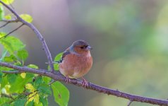 Chaffinch-3.jpg