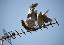 pigeon.jpg