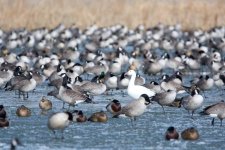 DucksnStuff 258.jpg