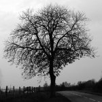 BW Tree.jpg