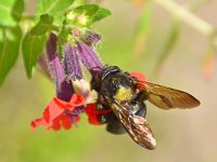 Bee.jpg