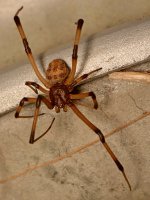 Spider2.jpg